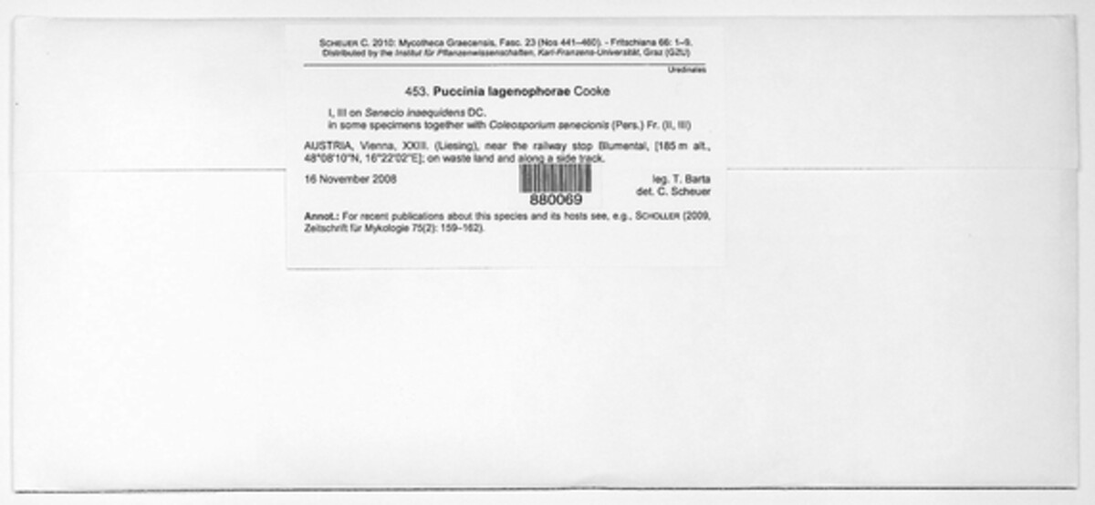 Puccinia lagenophorae image